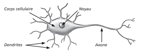 Résultat de recherche d'images pour "neurone"