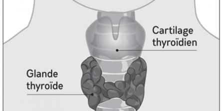 Comment fonctionne la thyroïde