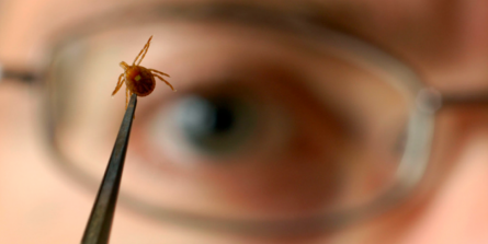 Maladie de Lyme : pourquoi nous sommes tous menacés