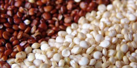 Maladie coeliaque : pourquoi le quinoa n'est pas une bonne alternative au blé