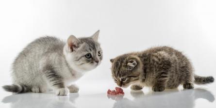 Alimentation du chat : 9 raisons de passer au cru